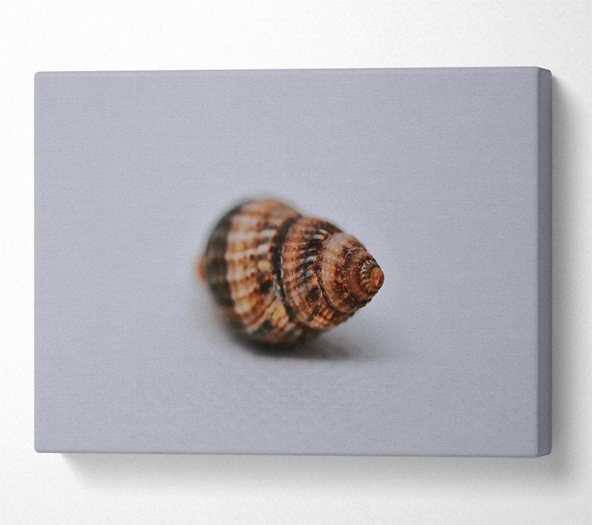 Brown Spiral Shell Canvas Print