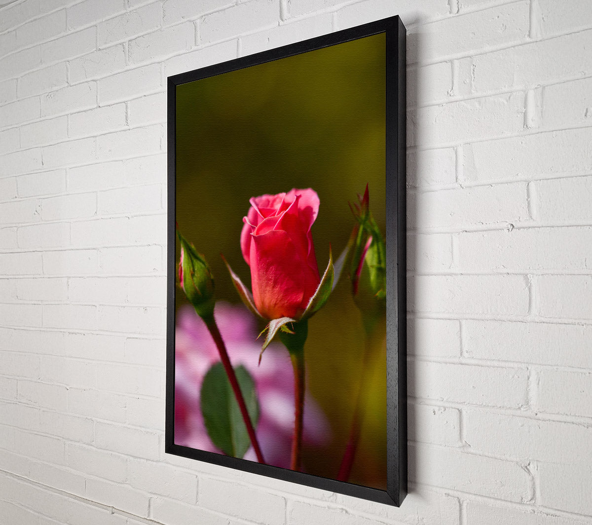 Pink Rosebud Bloom Canvas Wall Art
