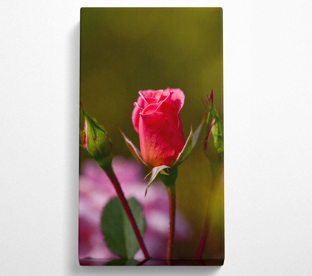 Pink Rosebud Bloom Canvas Wall Art