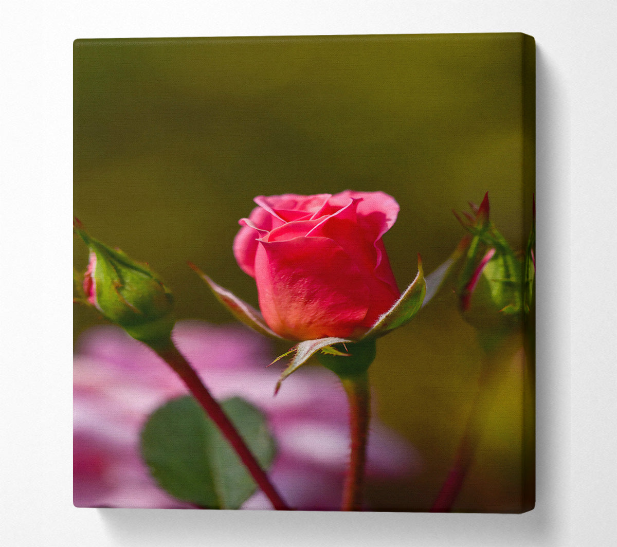Pink Rosebud Bloom Canvas Wall Art