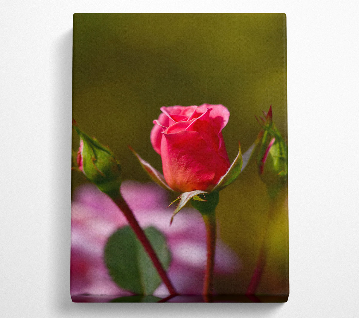 Pink Rosebud Bloom Canvas Wall Art