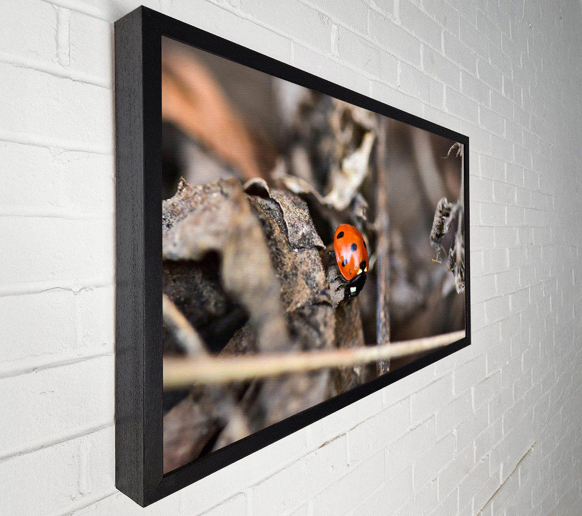 Red Ladybug On Brown Leaves Canvas Wall Art