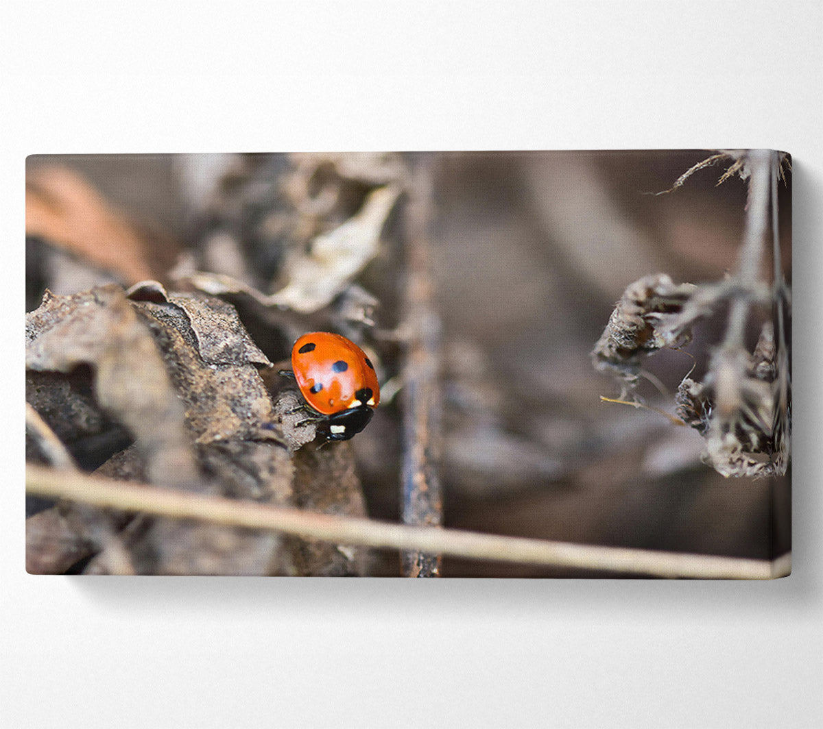 Red Ladybug On Brown Leaves Canvas Wall Art