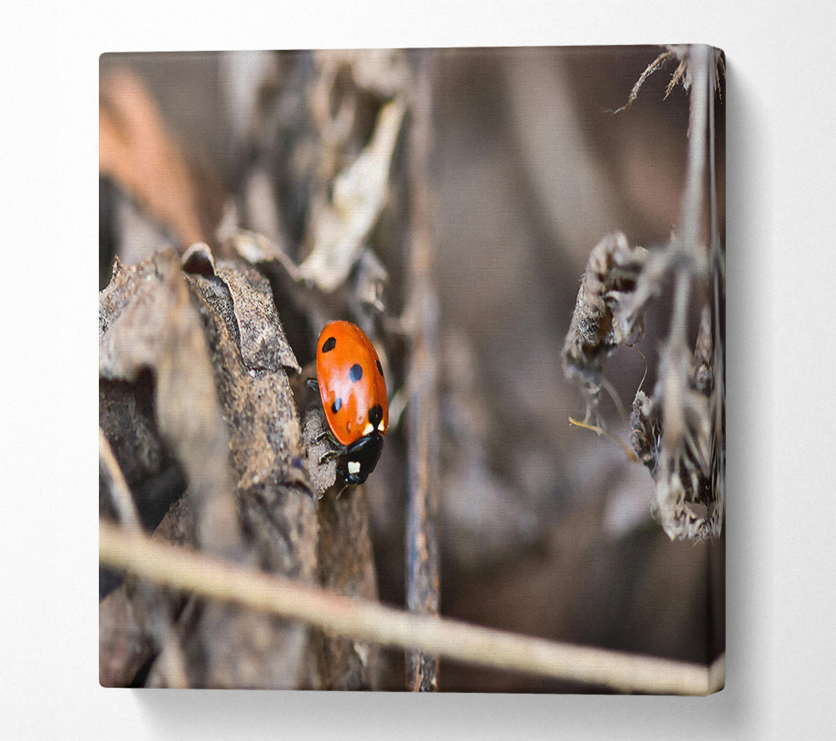 Red Ladybug On Brown Leaves Canvas Wall Art