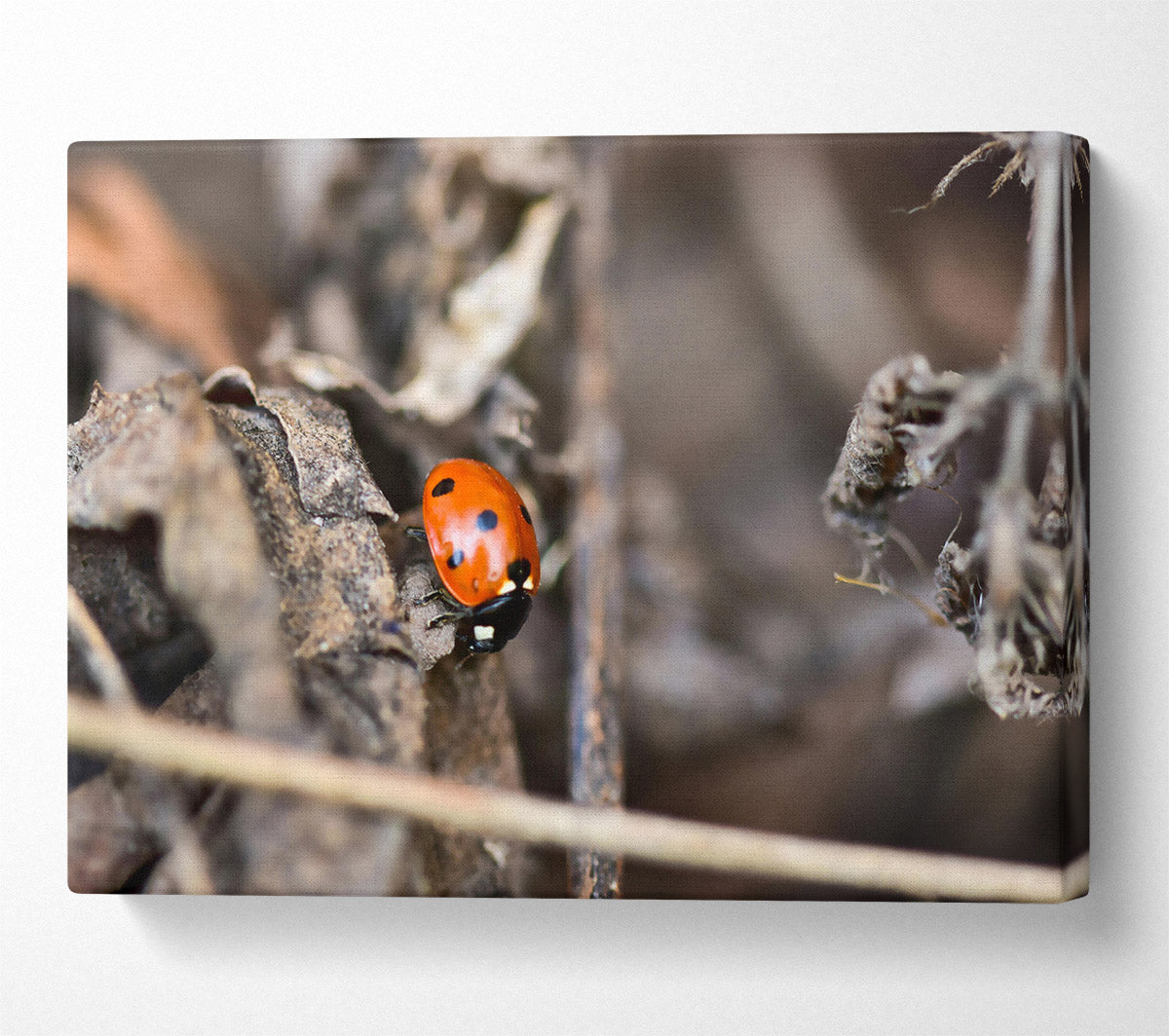 Red Ladybug On Brown Leaves Canvas Wall Art