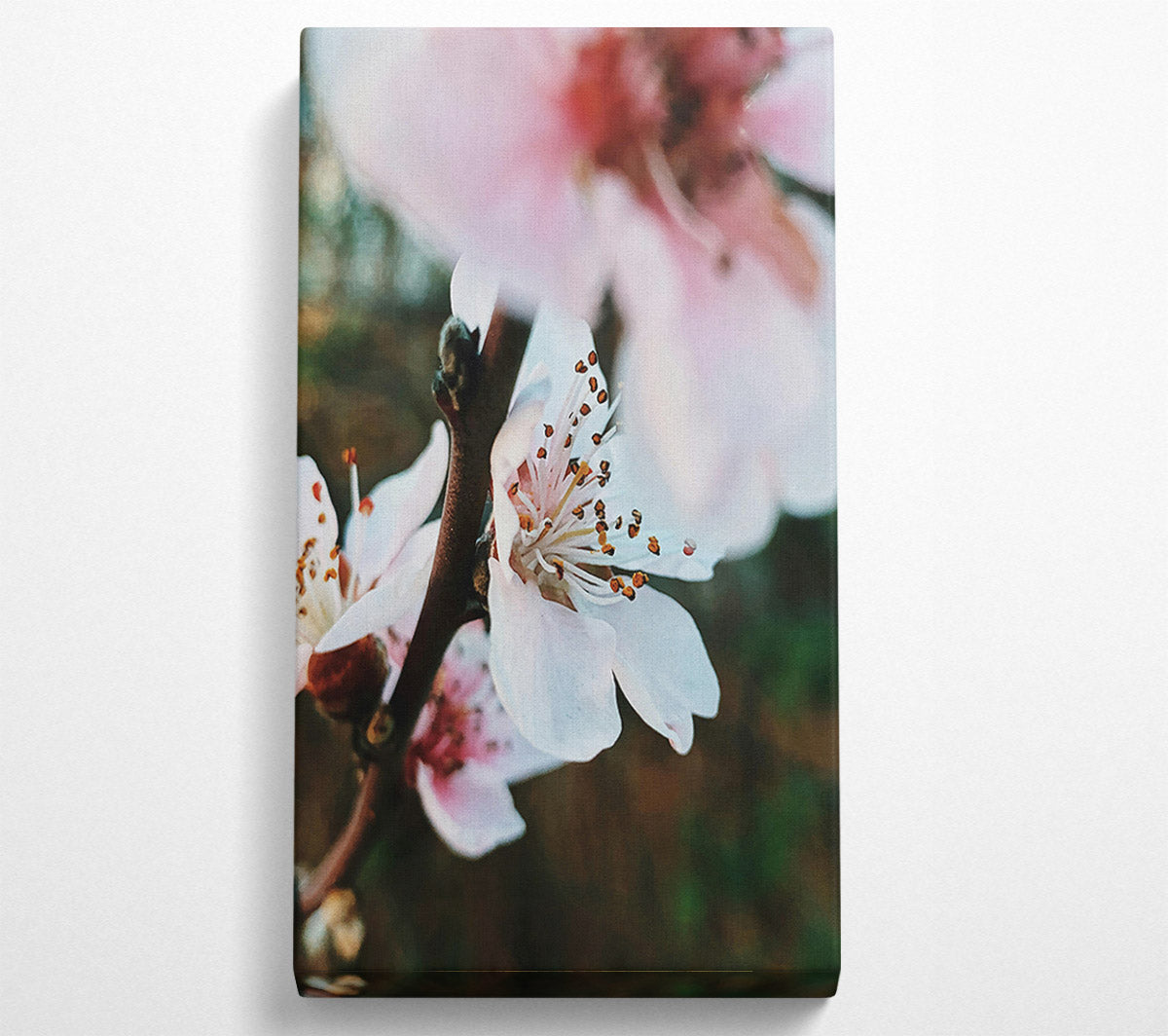 White Spring Blossom Canvas Wall Art
