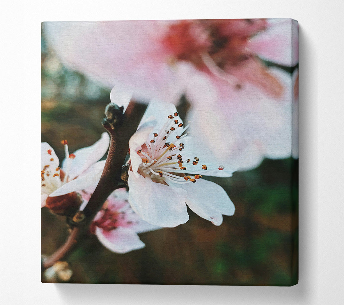 White Spring Blossom Canvas Wall Art