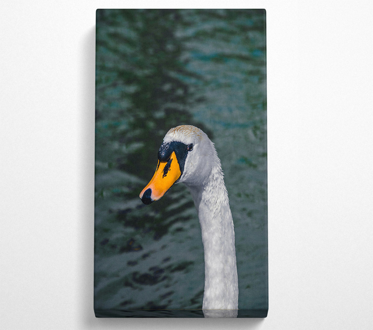 Yellow Beak Swan Portrait Canvas Wall Art
