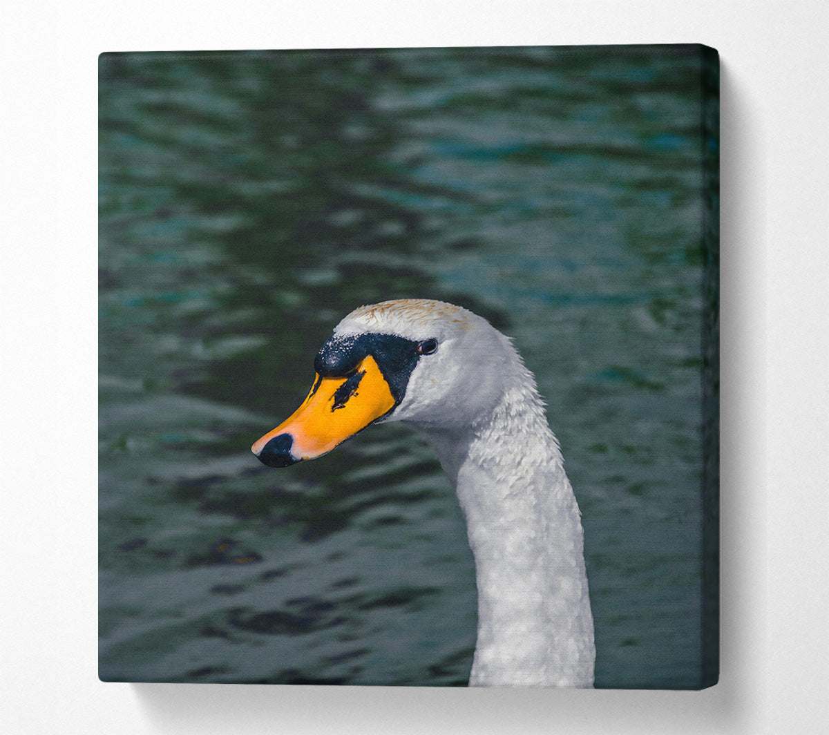 Yellow Beak Swan Portrait Canvas Wall Art