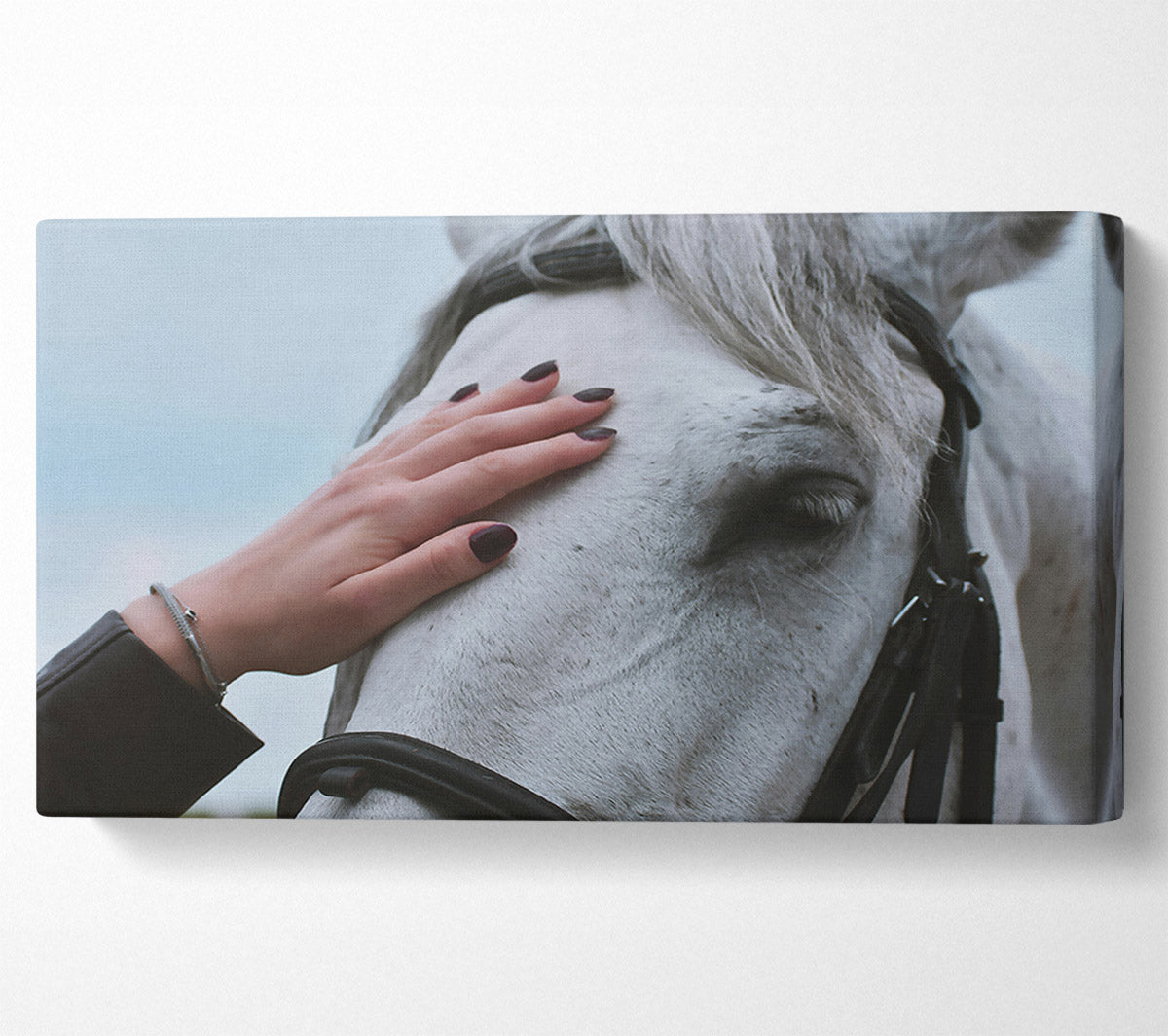 White Horse Gentle Touch Canvas Wall Art