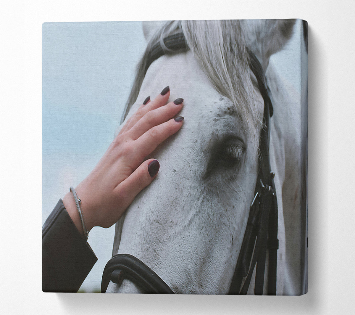 White Horse Gentle Touch Canvas Wall Art