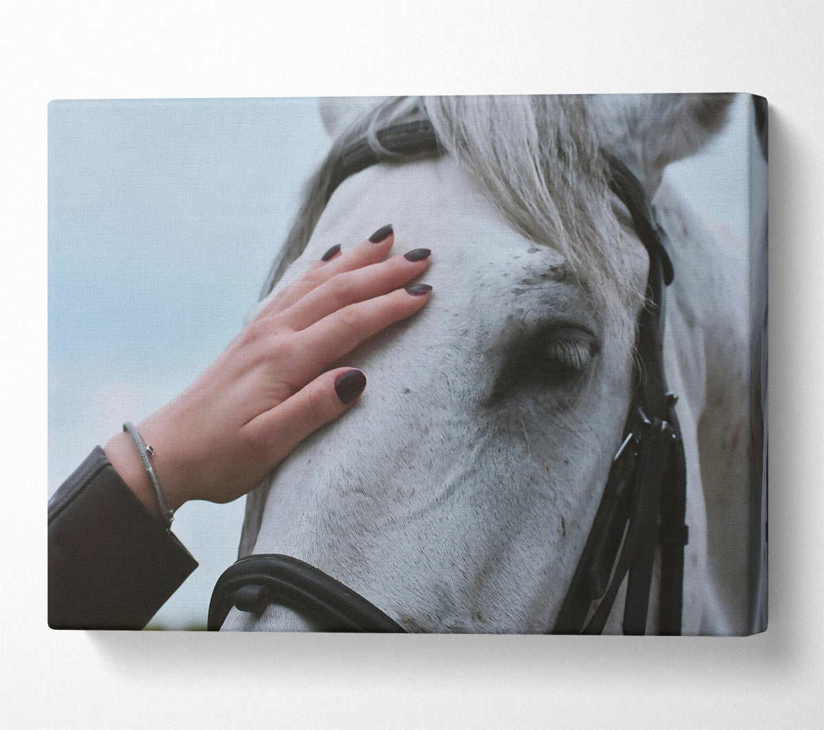 White Horse Gentle Touch Canvas Wall Art