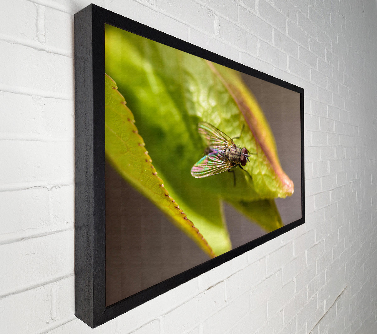 Green Fly Resting Canvas Wall Art