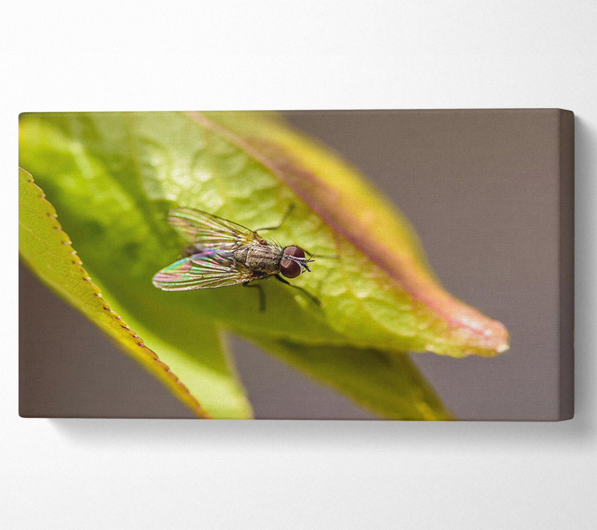 Green Fly Resting Canvas Wall Art