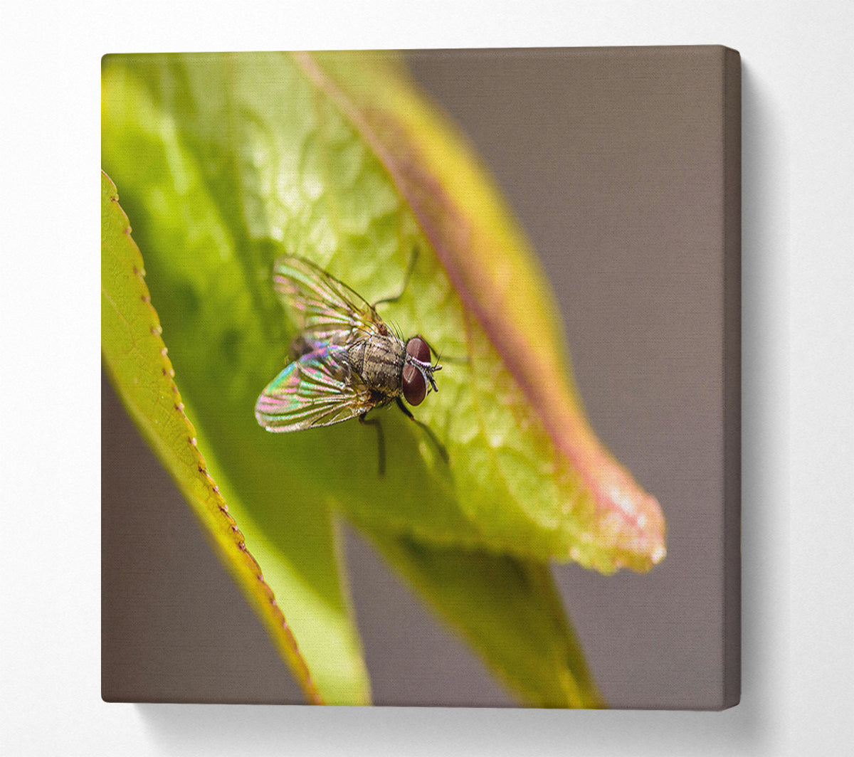Green Fly Resting Canvas Wall Art