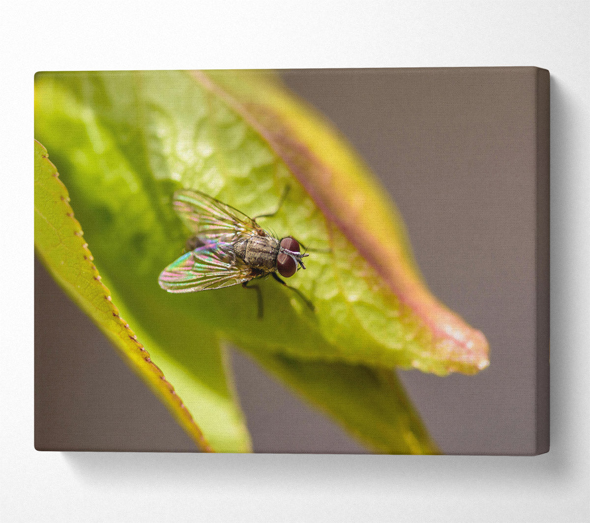 Green Fly Resting Canvas Wall Art