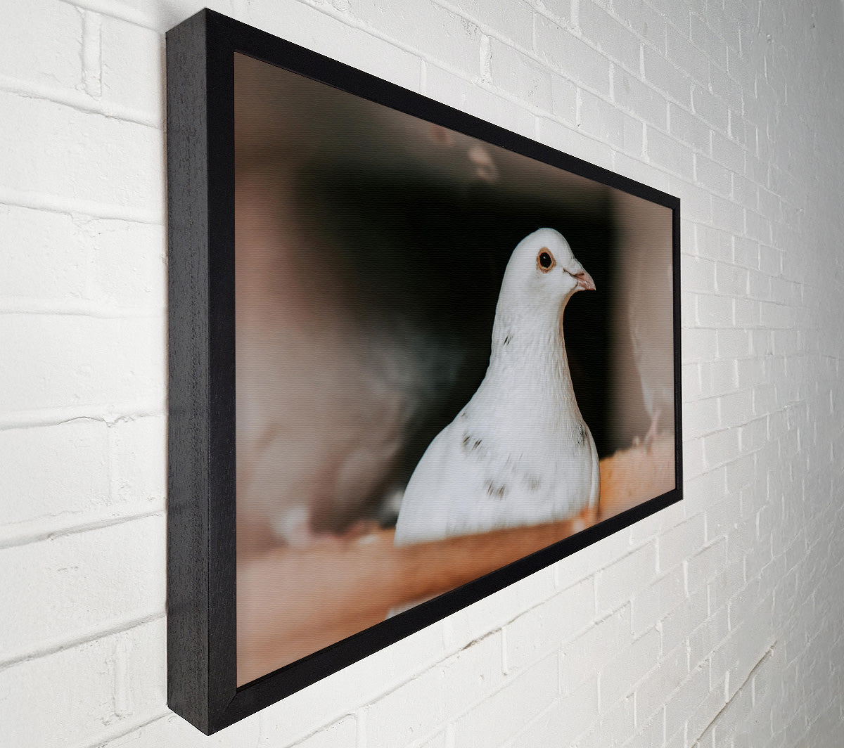 White Dove'S Gaze Canvas Wall Art