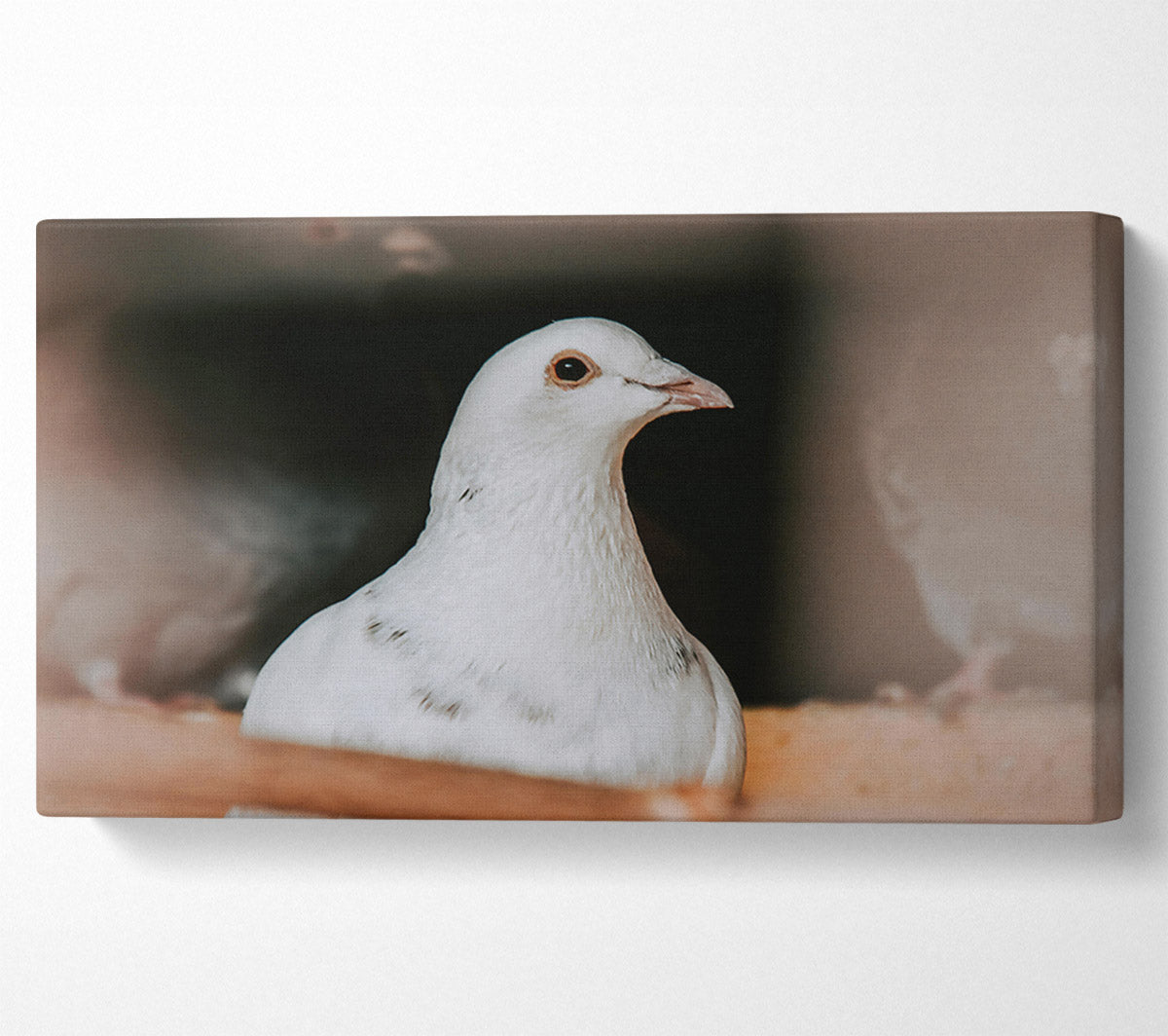 White Dove'S Gaze Canvas Wall Art