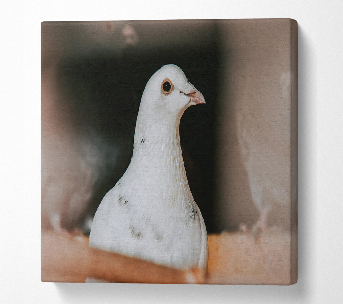 White Dove'S Gaze Canvas Wall Art