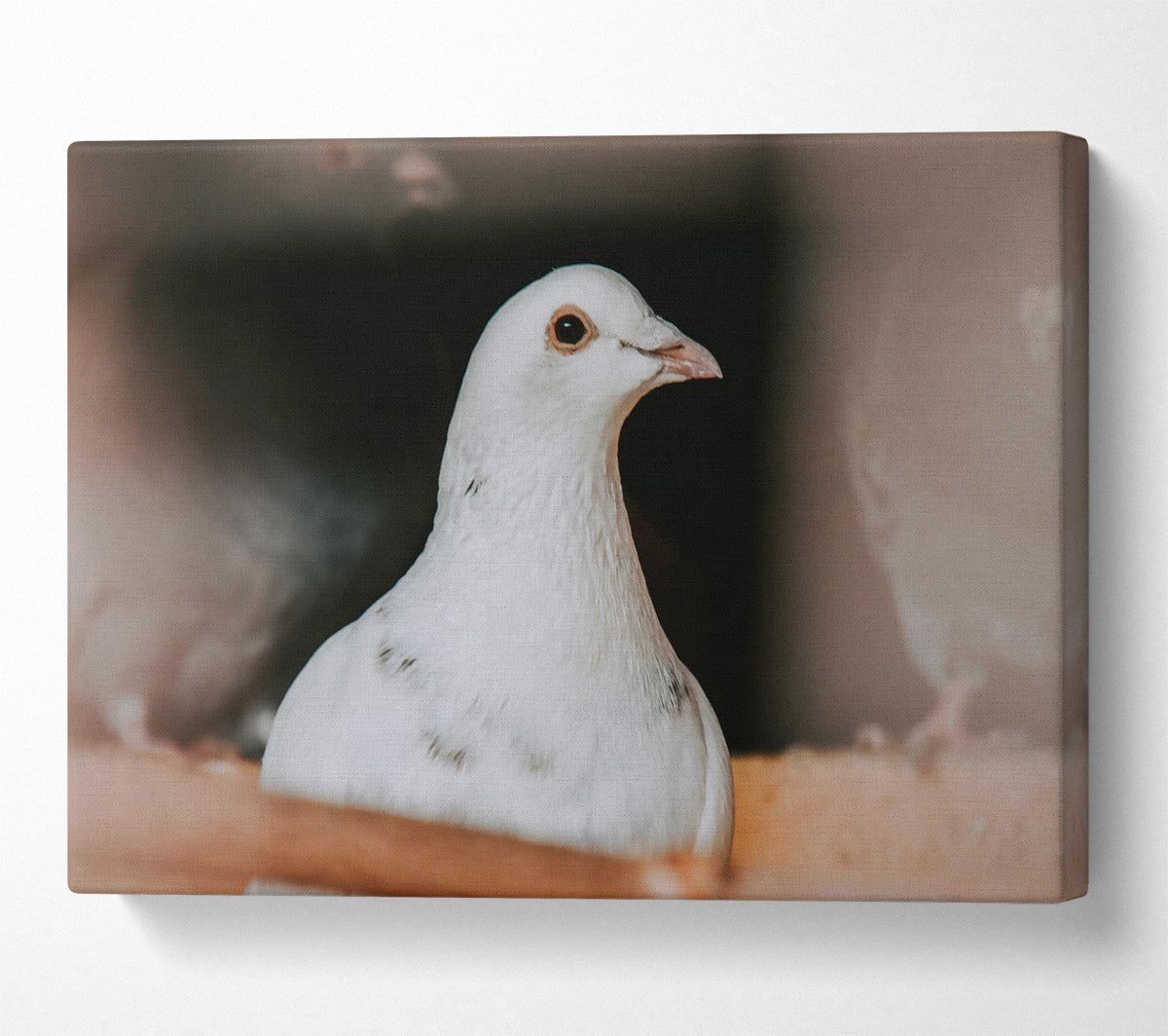 White Dove'S Gaze Canvas Wall Art