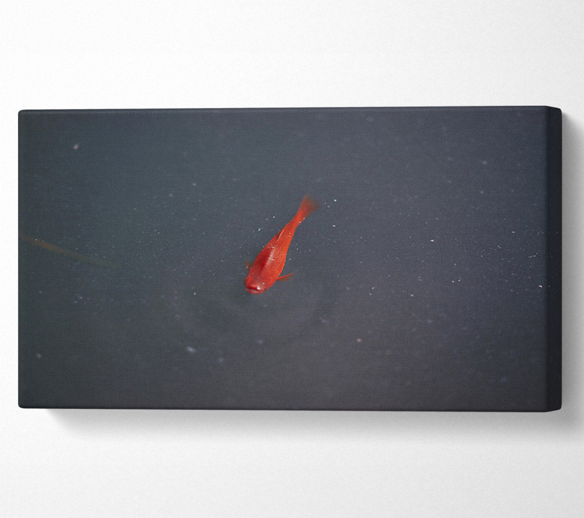 Red Fish In The Deep Canvas Wall Art
