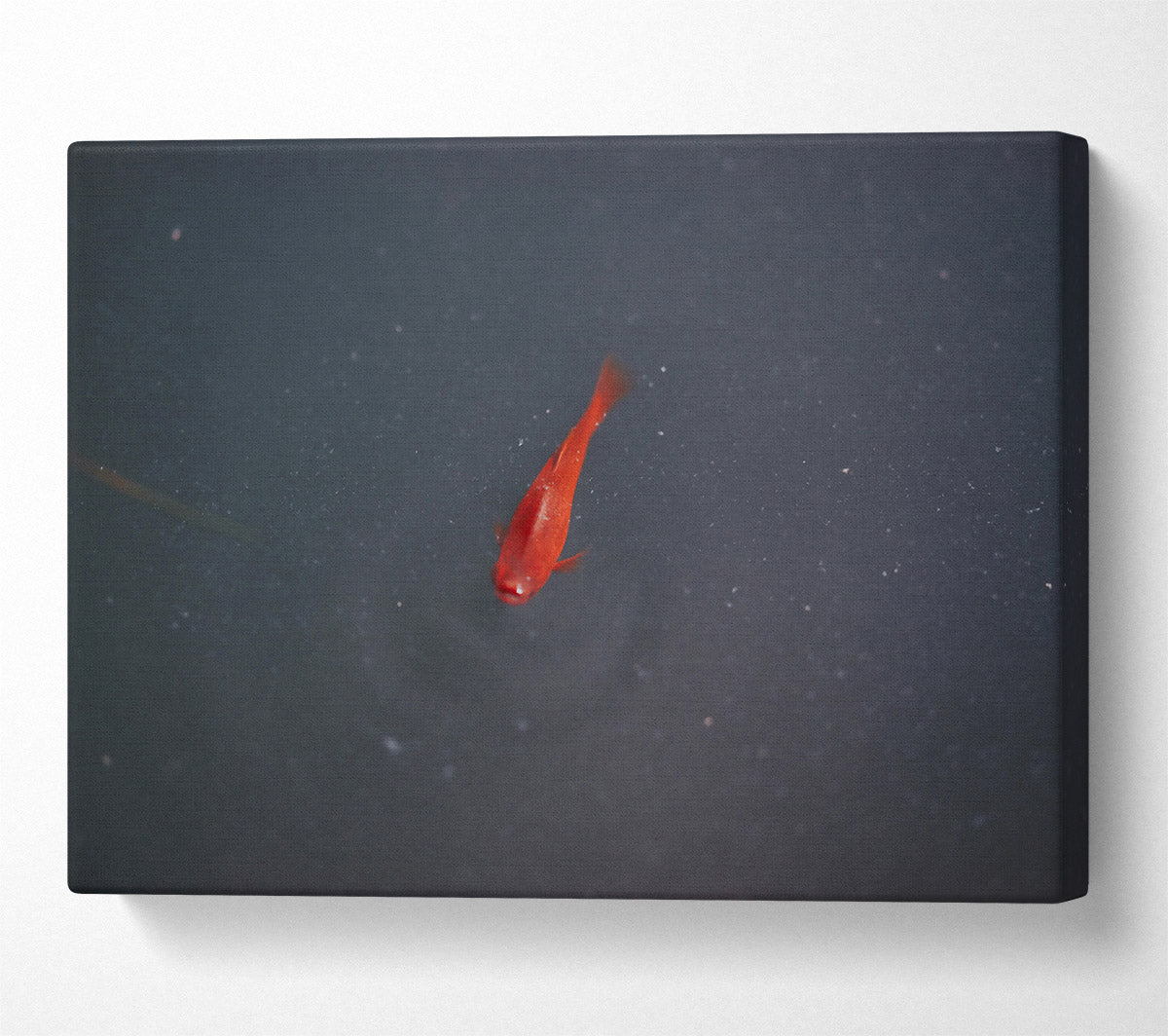 Red Fish In The Deep Canvas Wall Art