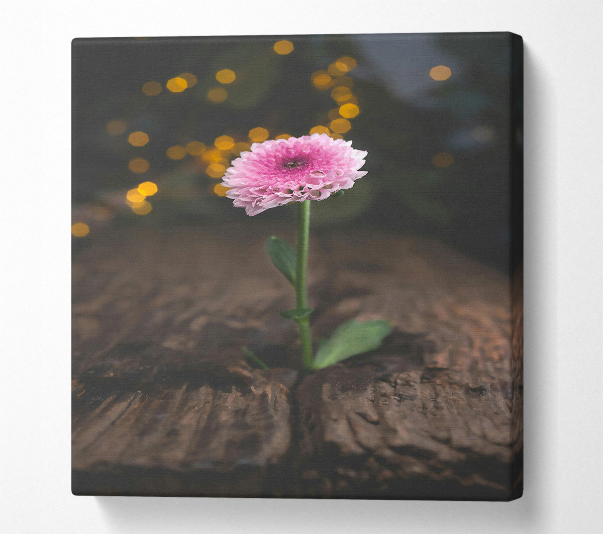 Pink Bloom Rises Canvas Wall Art
