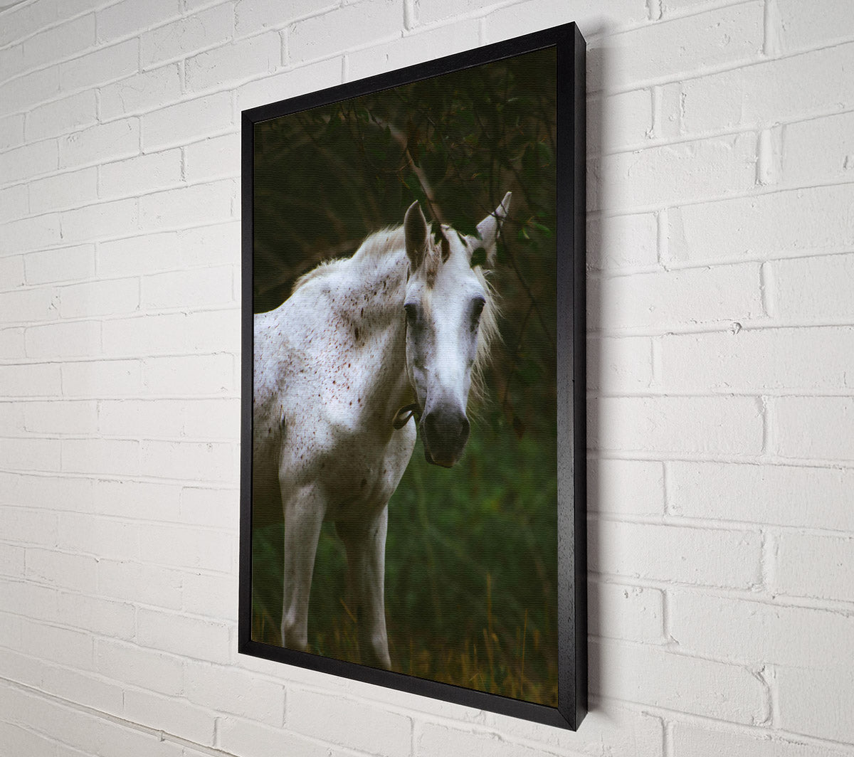 White Horse In Shadows Canvas Print