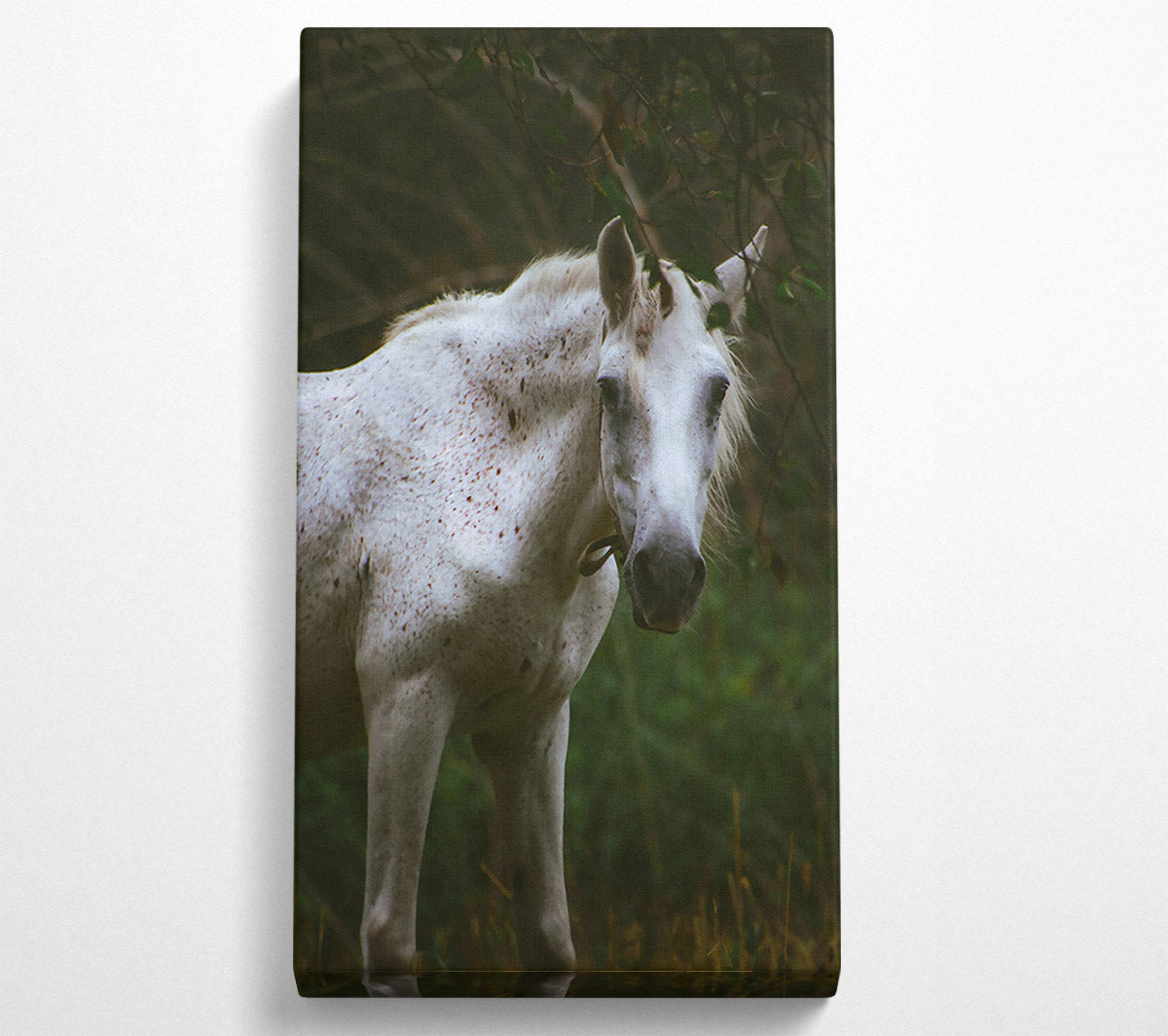 White Horse In Shadows Canvas Print
