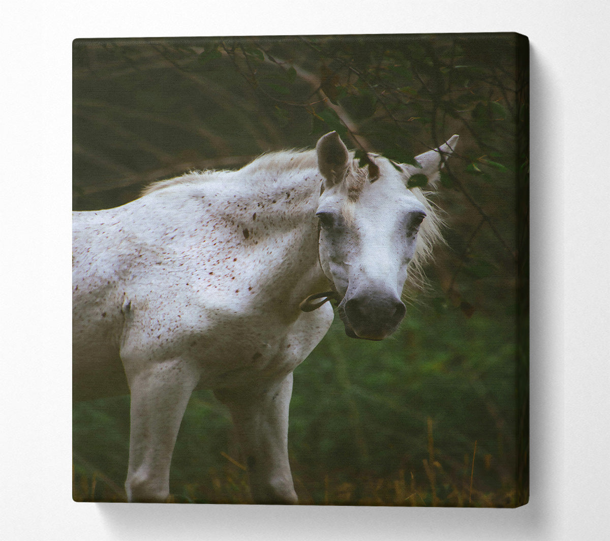 White Horse In Shadows Canvas Print
