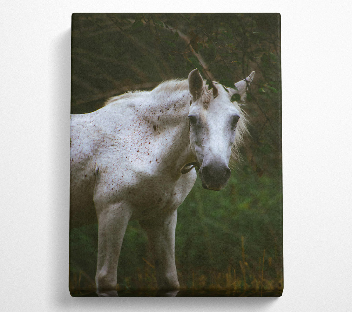 White Horse In Shadows Canvas Print