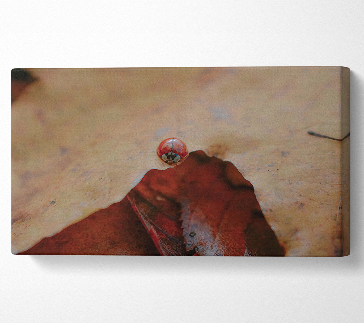 Red Under Leaf Canvas Wall Art