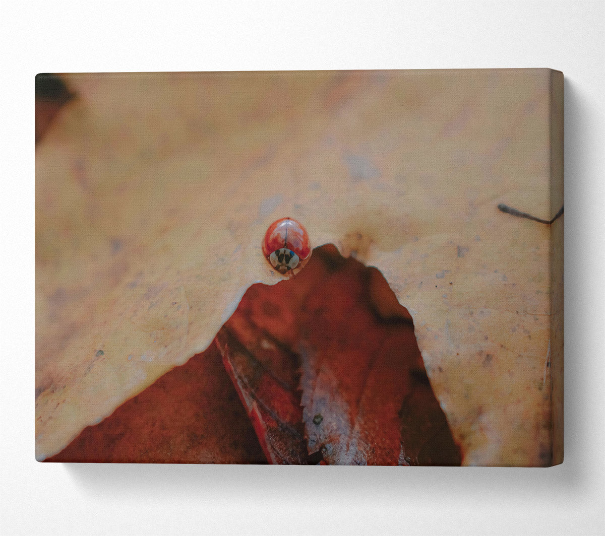 Red Under Leaf Canvas Wall Art