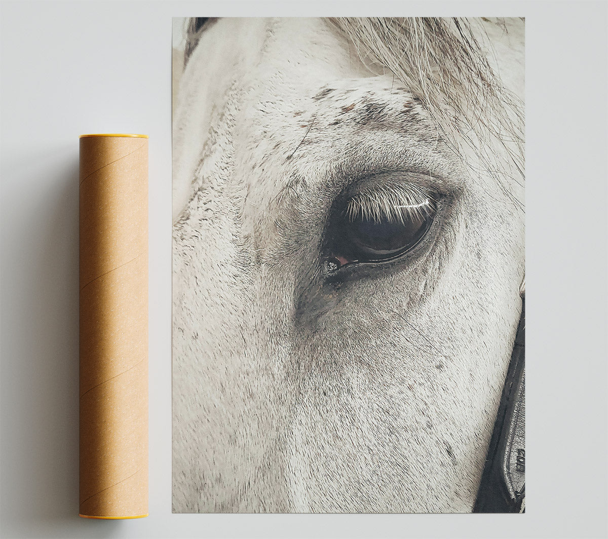 Grey Horse Eye Giclee Print