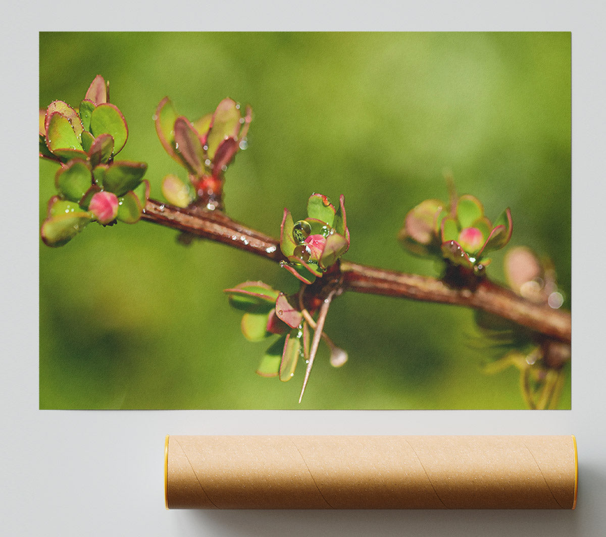 Green Bud Dewdrop Print