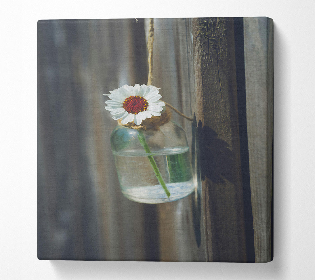 White Daisy In Blue Glass Canvas Wall Art