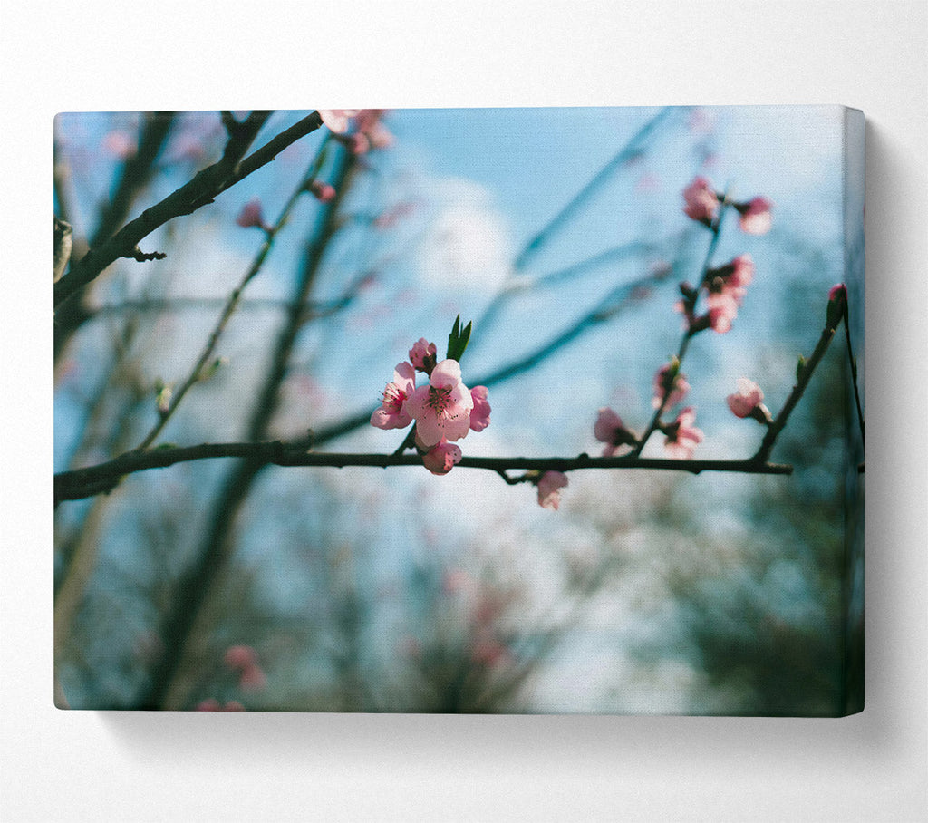 Pink Blossom Branch Canvas Print