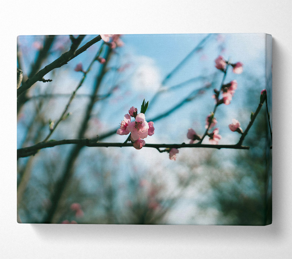Pink Blossom Branch Canvas Print