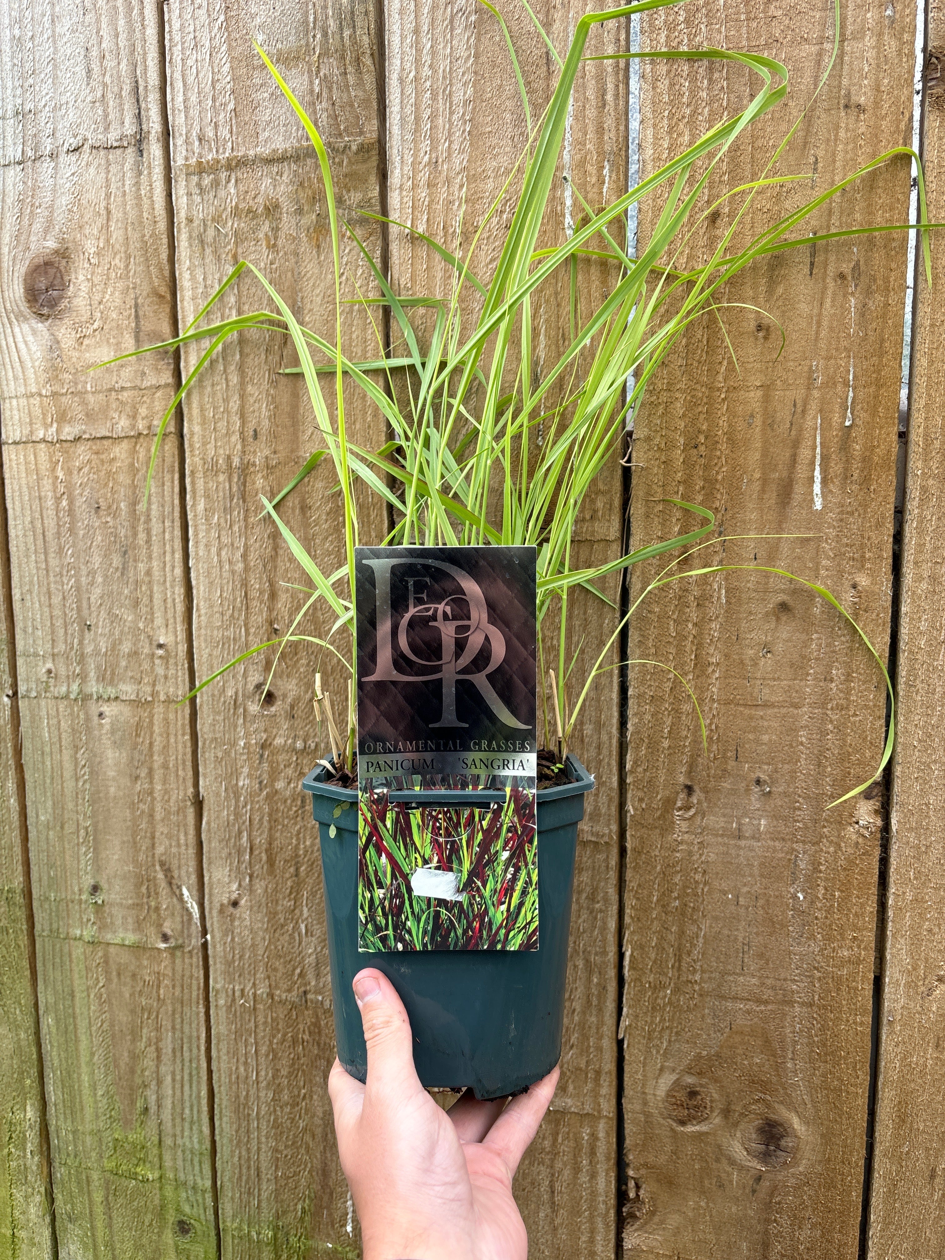 Panicum virgatum 'Sangria' 2L
