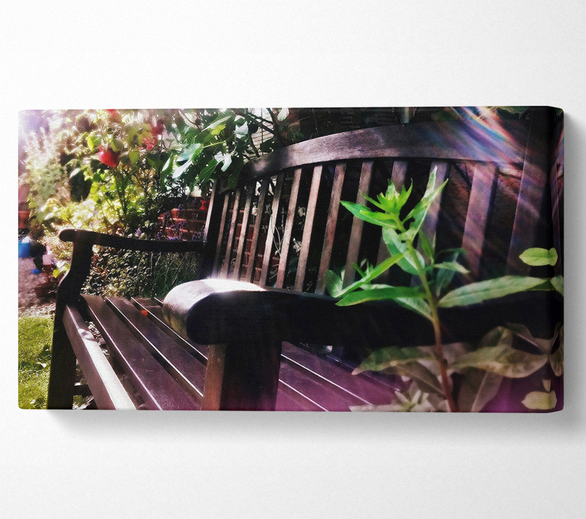 Sunlit Purple Bench Canvas Wall Art