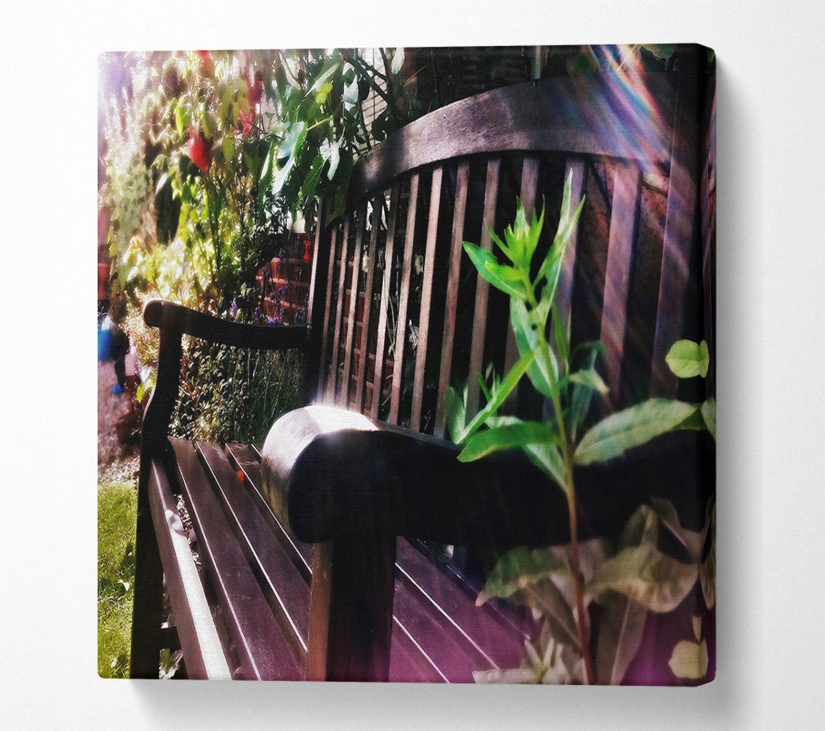 Sunlit Purple Bench Canvas Wall Art