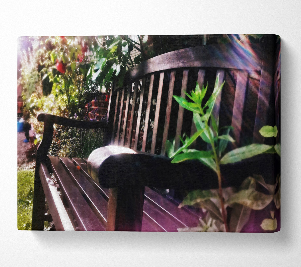 Sunlit Purple Bench Canvas Wall Art