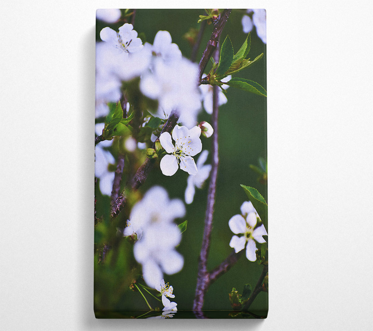White Blossoms In Spring Canvas Wall Art