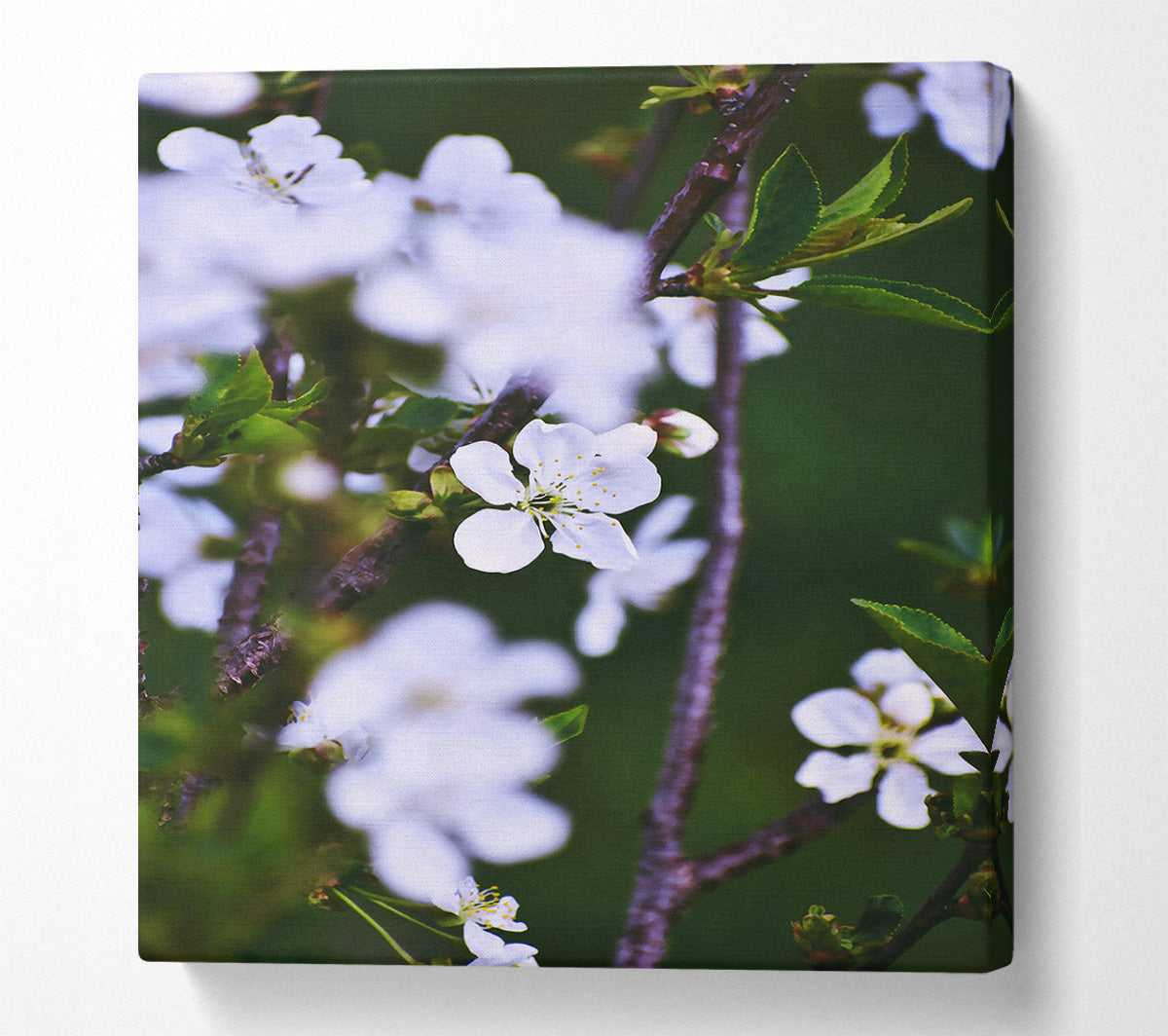 White Blossoms In Spring Canvas Wall Art