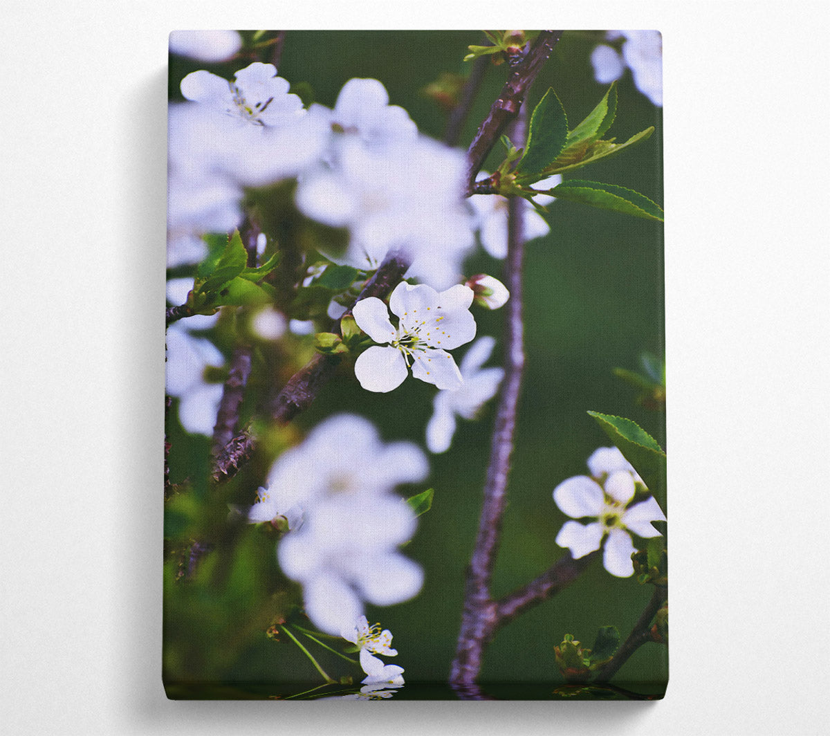 White Blossoms In Spring Canvas Wall Art