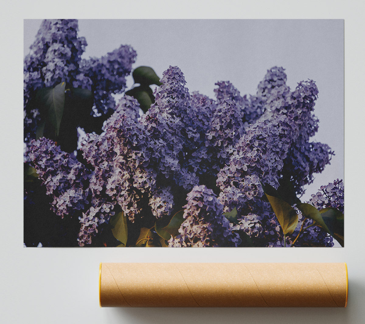 Lavender Lilac Bloom Giclee Print