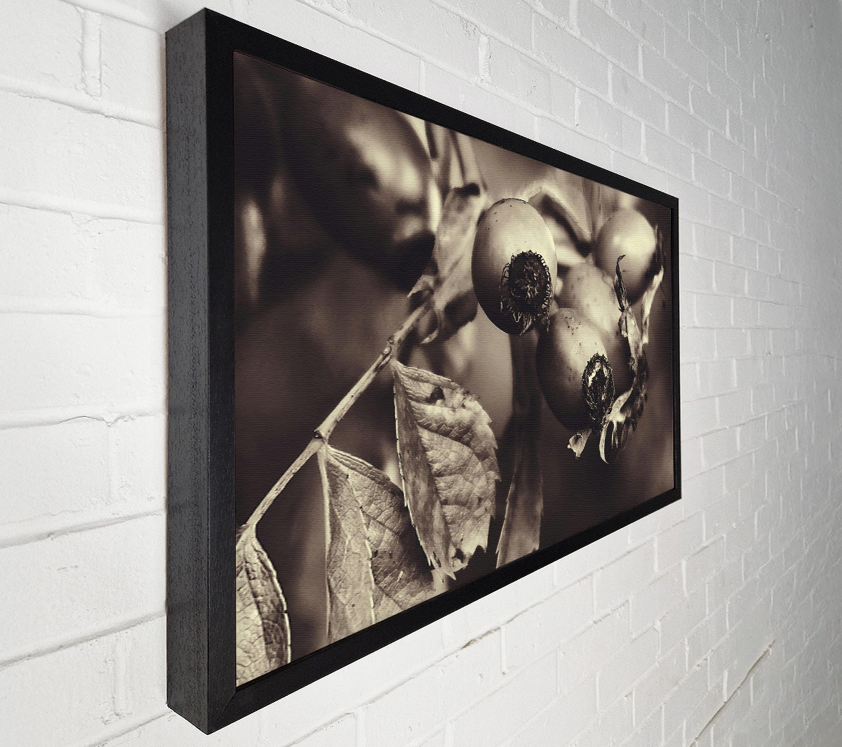 Sepia Rose Hips Canvas Wall Art