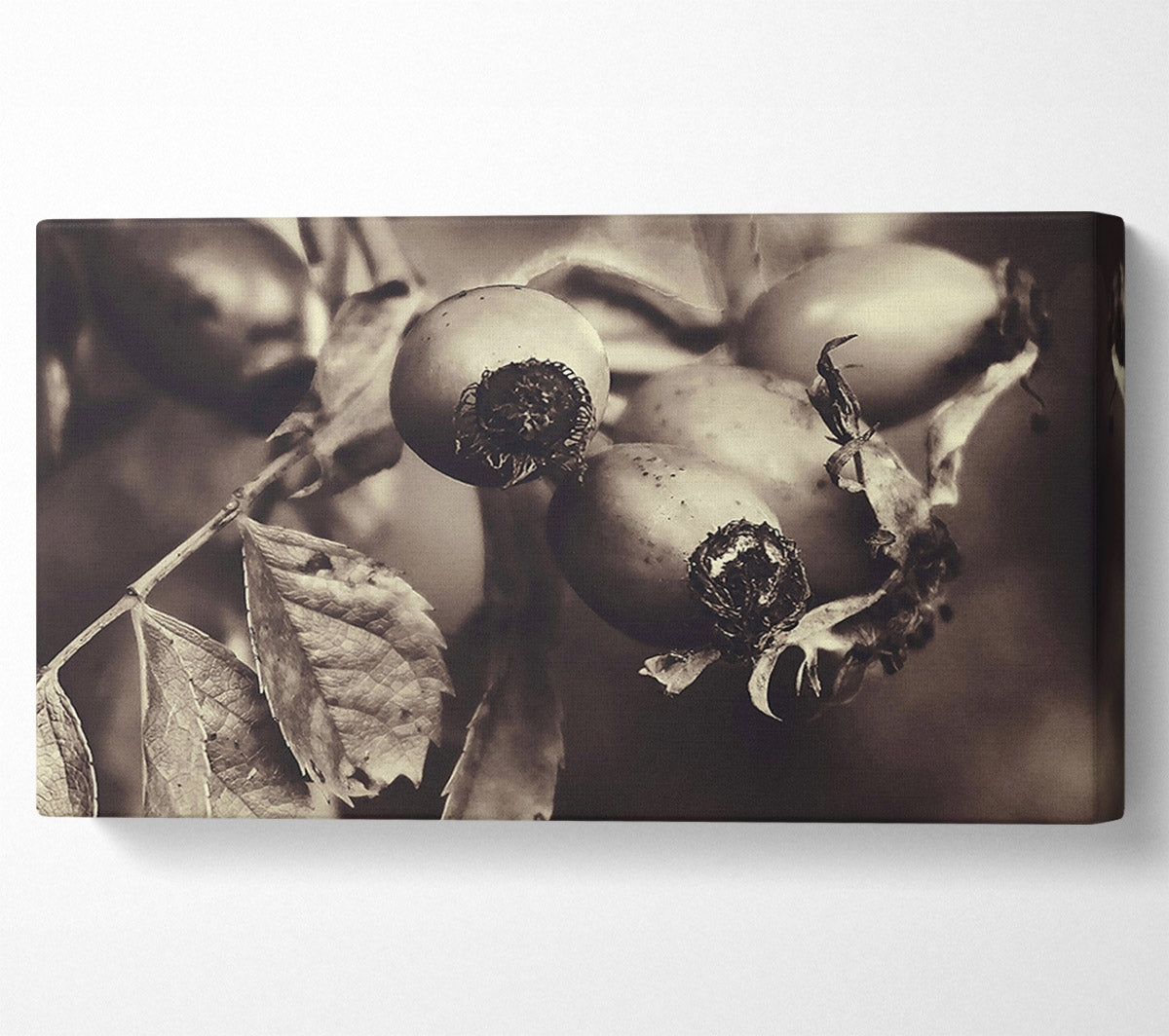 Sepia Rose Hips Canvas Wall Art