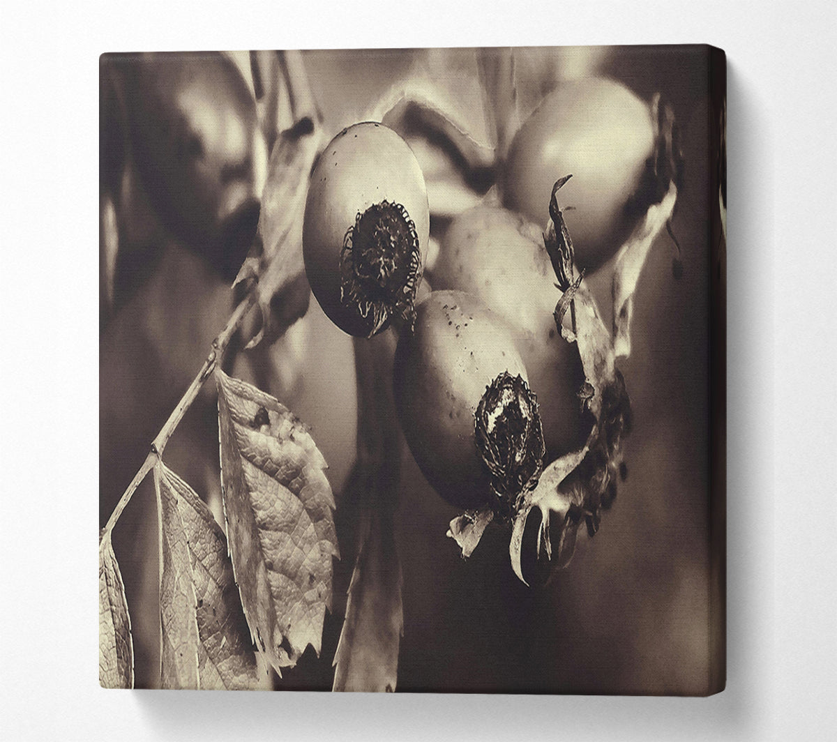 Sepia Rose Hips Canvas Wall Art
