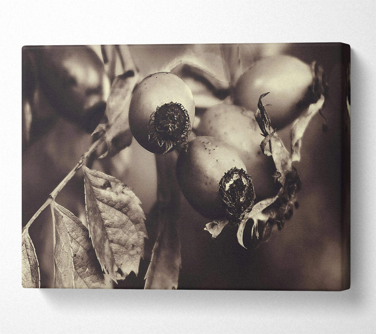 Sepia Rose Hips Canvas Wall Art
